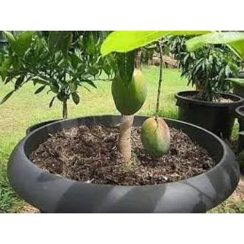 Best Mango Plants